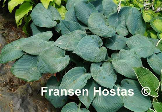 Hosta Touch of Frost